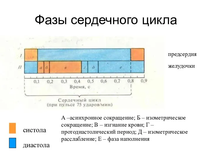 Фазы сердечного цикла систола диастола предсердия желудочки А –асинхронное сокращение; Б