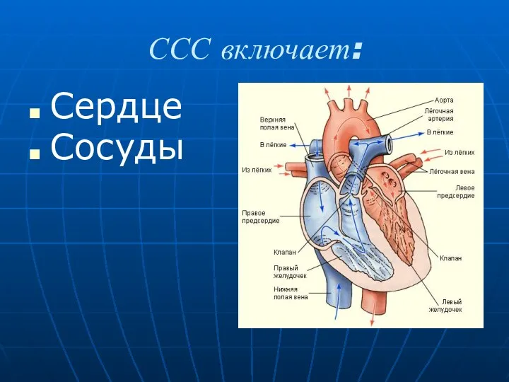 ССС включает: Сердце Сосуды