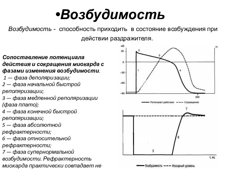 Возбудимость Возбудимость - способность приходить в состояние возбуждения при действии раздражителя.