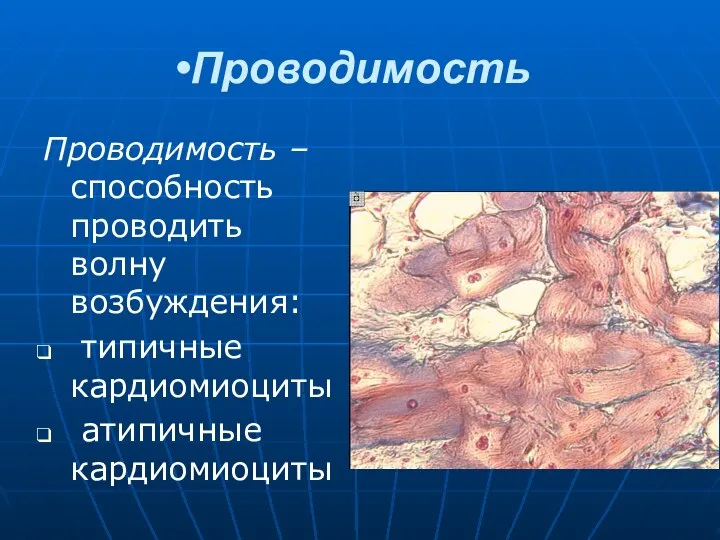 Проводимость Проводимость – способность проводить волну возбуждения: типичные кардиомиоциты атипичные кардиомиоциты