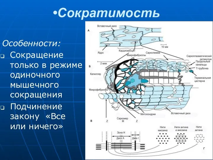 Сократимость Особенности: Сокращение только в режиме одиночного мышечного сокращения Подчинение закону «Все или ничего»