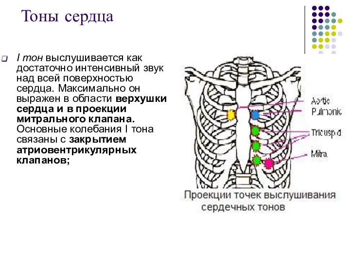 Тоны сердца I тон выслушивается как достаточно интенсивный звук над всей