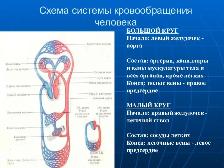 Схема системы кровообращения человека БОЛЬШОЙ КРУГ Начало: левый желудочек - аорта