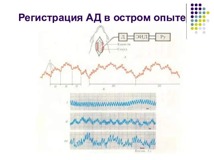 Регистрация АД в остром опыте