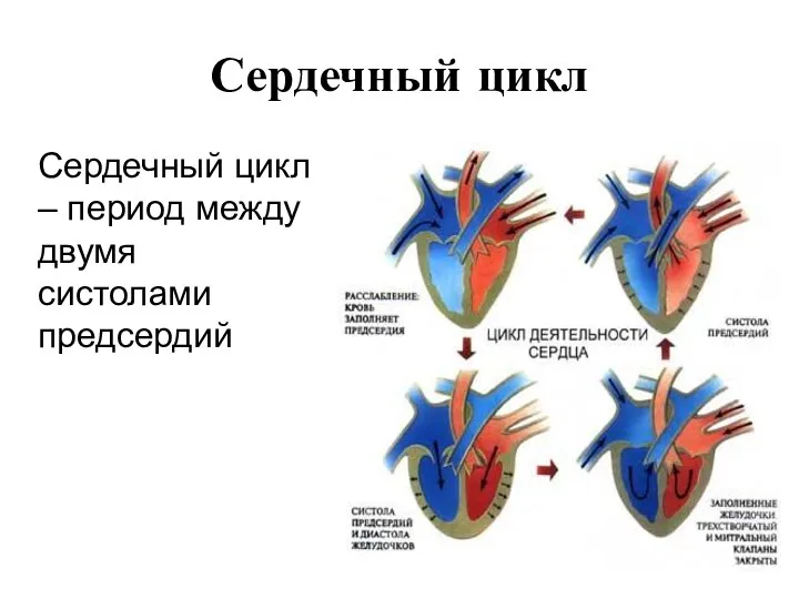 Сердечный цикл Сердечный цикл – период между двумя систолами предсердий