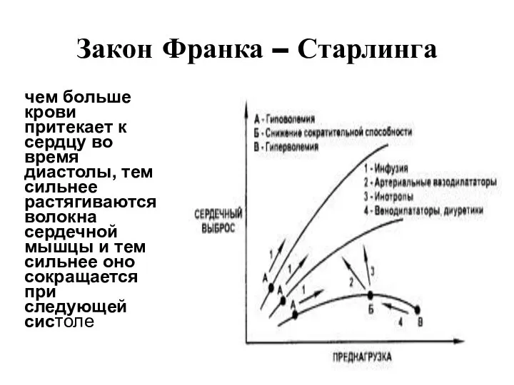 Закон Франка – Старлинга чем больше крови притекает к сердцу во