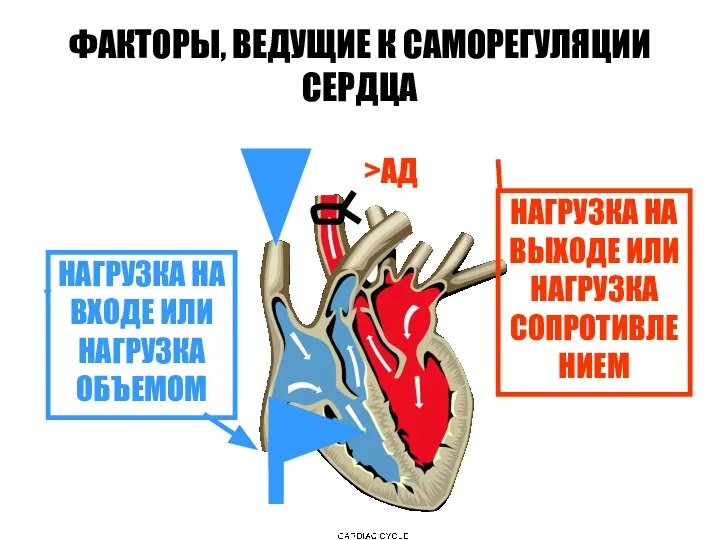 ФАКТОРЫ, ВЕДУЩИЕ К САМОРЕГУЛЯЦИИ СЕРДЦА НАГРУЗКА НА ВХОДЕ ИЛИ НАГРУЗКА ОБЪЕМОМ