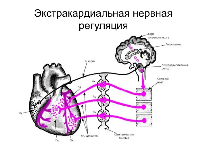 Экстракардиальная нервная регуляция