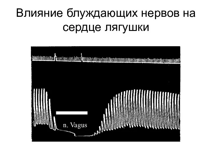 Влияние блуждающих нервов на сердце лягушки n. Vagus