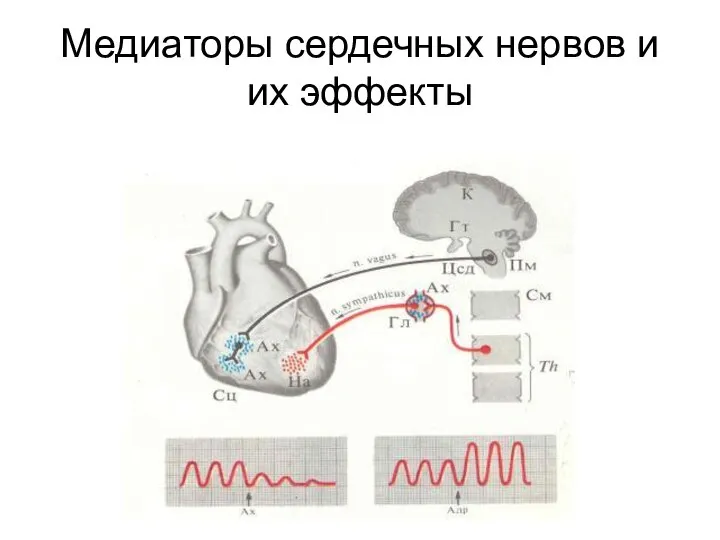 Медиаторы сердечных нервов и их эффекты