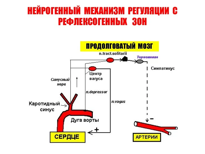 НЕЙРОГЕННЫЙ МЕХАНИЗМ РЕГУЛЯЦИИ С РЕФЛЕКСОГЕННЫХ ЗОН ПРОДОЛГОВАТЫЙ МОЗГ