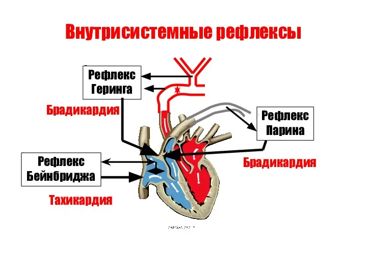 Внутрисистемные рефлексы Рефлекс Бейнбриджа Тахикардия Рефлекс Геринга Брадикардия Рефлекс Парина Брадикардия