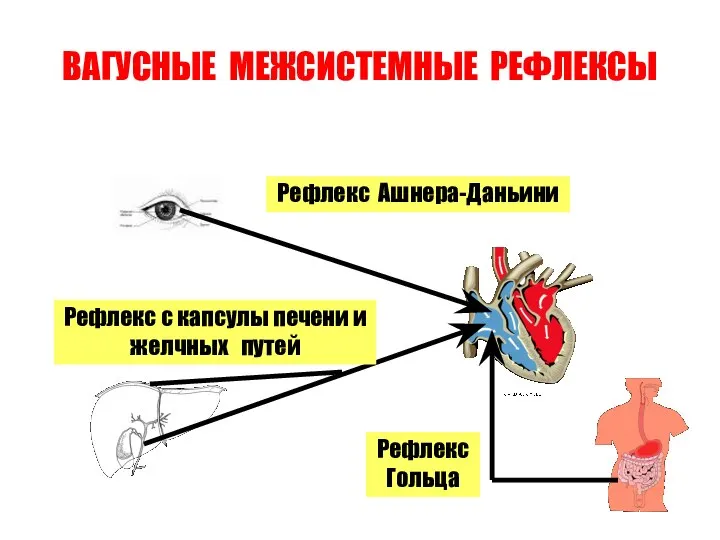 ВАГУСНЫЕ МЕЖСИСТЕМНЫЕ РЕФЛЕКСЫ Рефлекс Ашнера-Даньини Рефлекс с капсулы печени и желчных путей Рефлекс Гольца