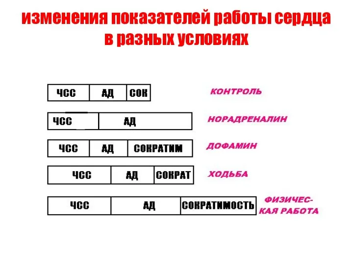 изменения показателей работы сердца в разных условиях