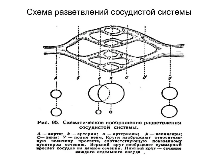 Схема разветвлений сосудистой системы