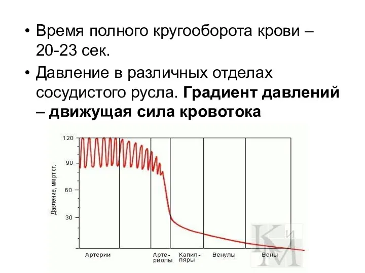 Время полного кругооборота крови – 20-23 сек. Давление в различных отделах