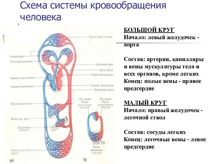 Схема системы кровообращения человека БОЛЬШОЙ КРУГ Начало: левый желудочек - аорта