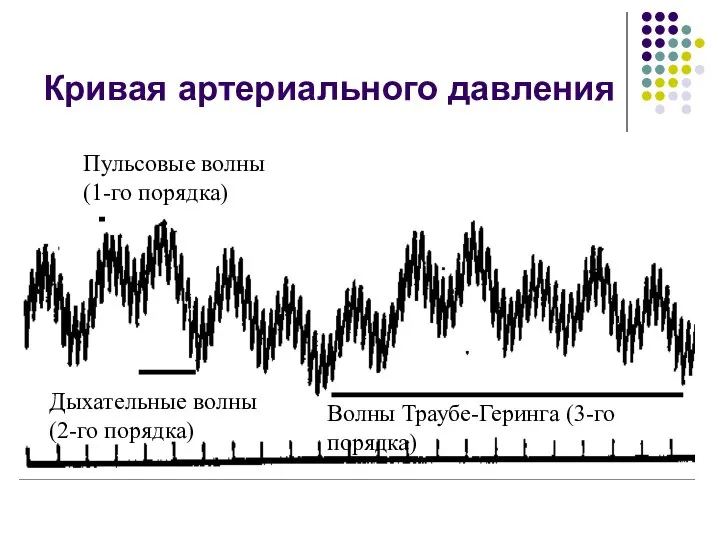 Кривая артериального давления Пульсовые волны (1-го порядка) Дыхательные волны (2-го порядка) Волны Траубе-Геринга (3-го порядка)