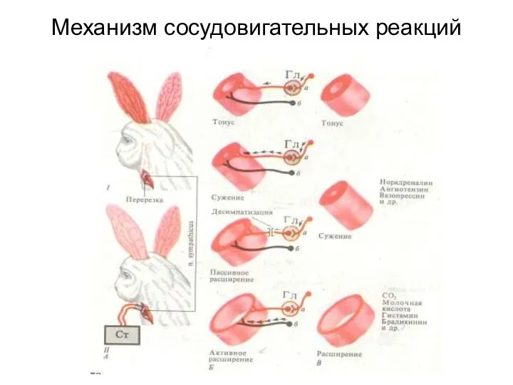 Механизм сосудовигательных реакций