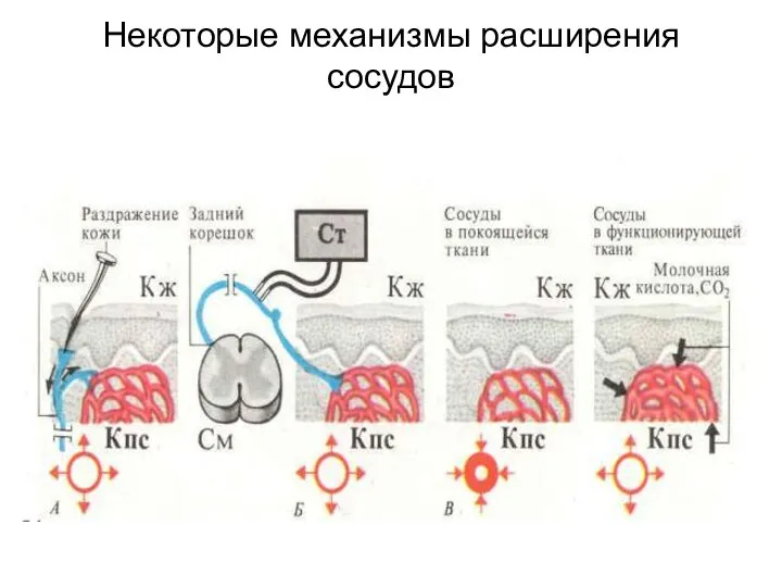 Некоторые механизмы расширения сосудов