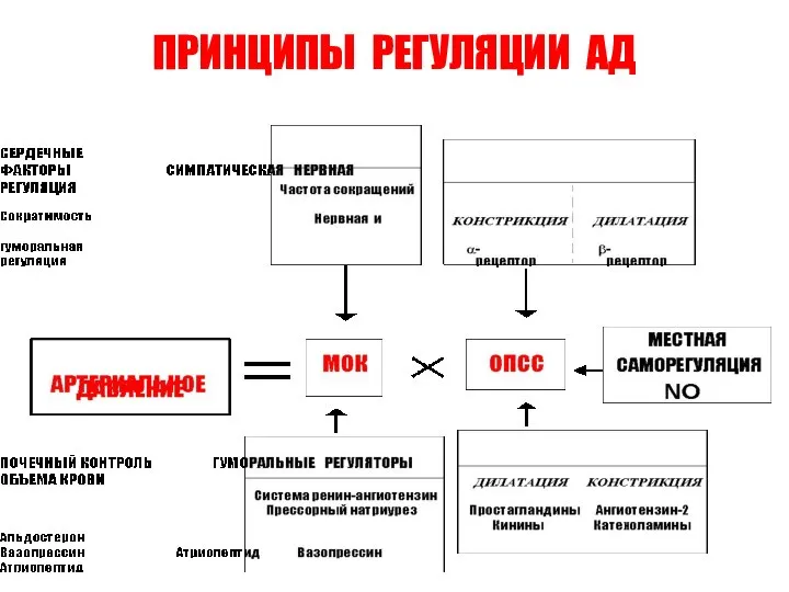 ПРИНЦИПЫ РЕГУЛЯЦИИ АД