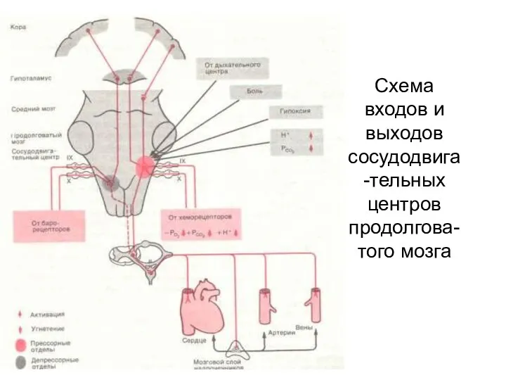 Схема входов и выходов сосудодвига-тельных центров продолгова-того мозга