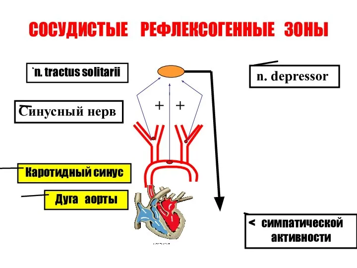 СОСУДИСТЫЕ РЕФЛЕКСОГЕННЫЕ ЗОНЫ Дуга аорты Каротидный синус n. tractus solitarii активности