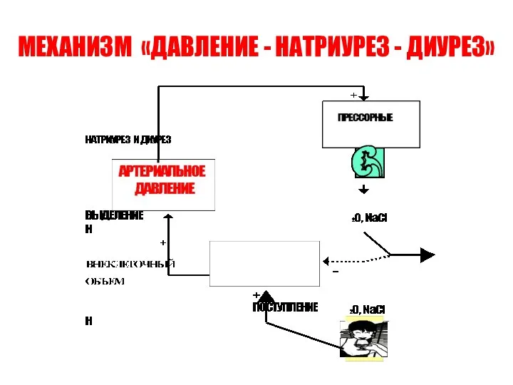 МЕХАНИЗМ «ДАВЛЕНИЕ - НАТРИУРЕЗ - ДИУРЕЗ»