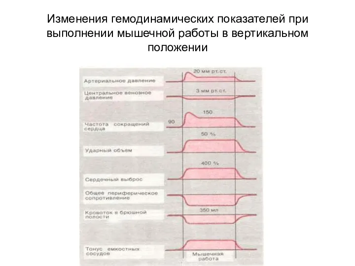 Изменения гемодинамических показателей при выполнении мышечной работы в вертикальном положении