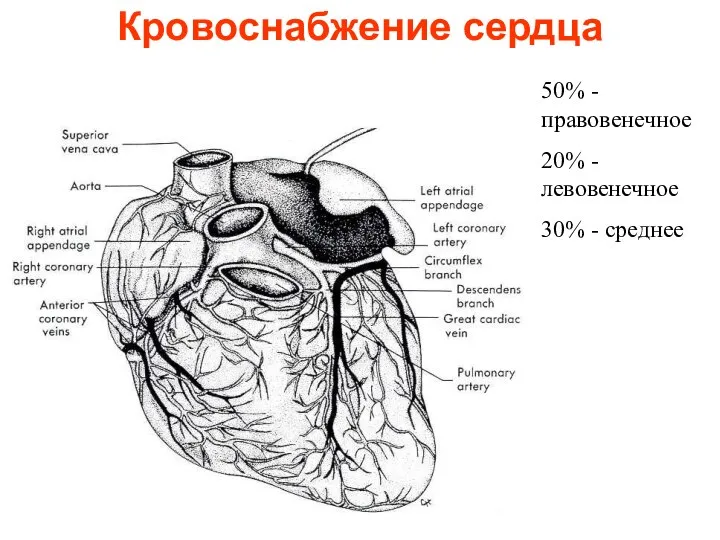 Кровоснабжение сердца 50% - правовенечное 20% - левовенечное 30% - среднее