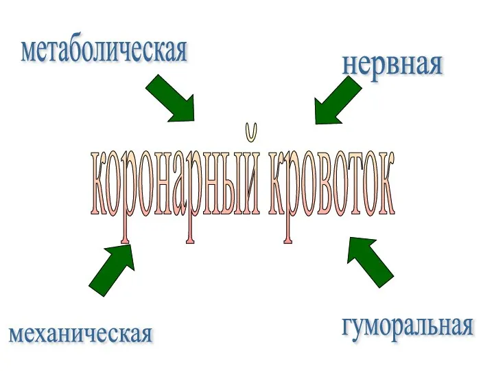 нервная гуморальная механическая метаболическая коронарный кровоток