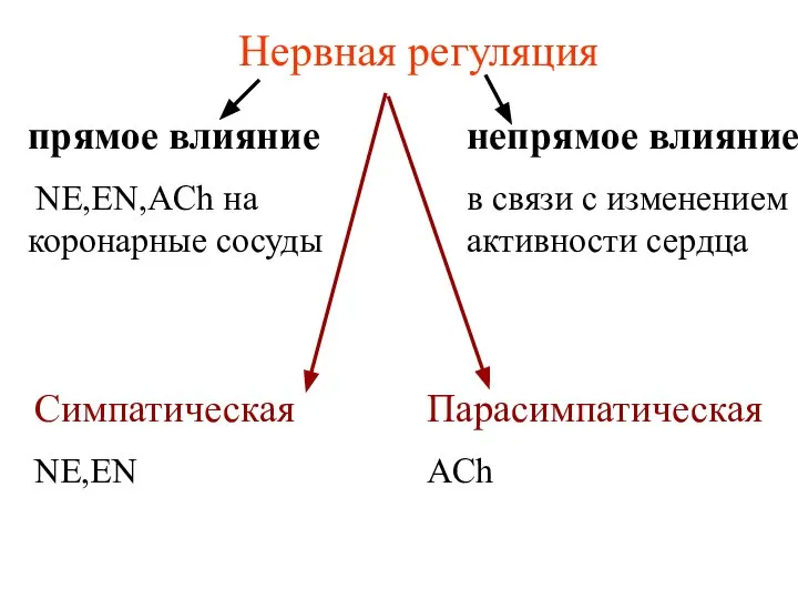 Нервная регуляция прямое влияние NE,EN,AСh на коронарные сосуды непрямое влияние в