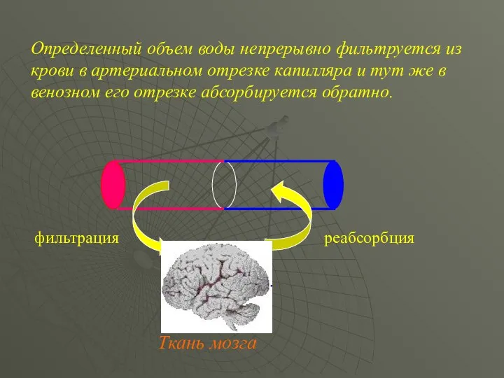 Ткань мозга Определенный объем воды непрерывно фильтруется из крови в артериальном