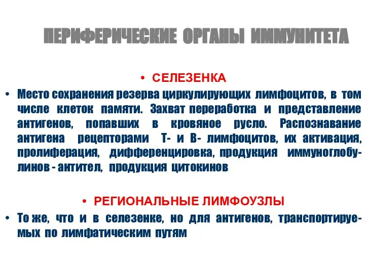 ПЕРИФЕРИЧЕСКИЕ ОРГАНЫ ИММУНИТЕТА СЕЛЕЗЕНКА Место сохранения резерва циркулирующих лимфоцитов, в том