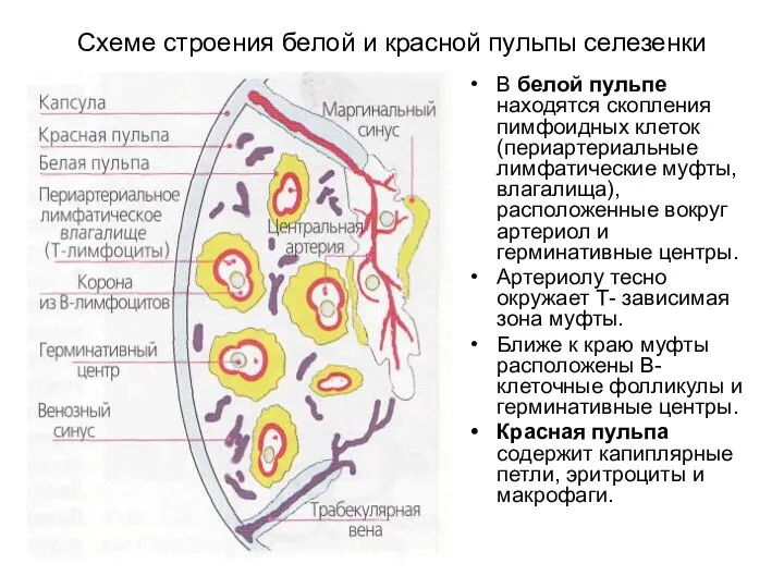 Схеме строения белой и красной пульпы селезенки В белой пульпе находятся