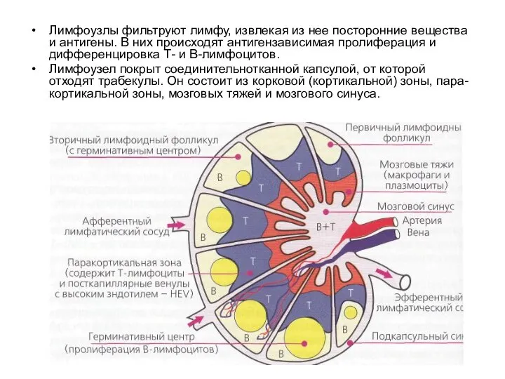 Лимфоузлы фильтруют лимфу, извлекая из нее посторонние вещества и антигены. В