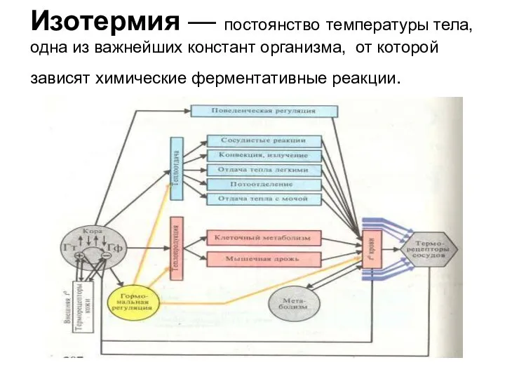 Изотермия — постоянство температуры тела, одна из важнейших констант организма, от которой зависят химические ферментативные реакции.