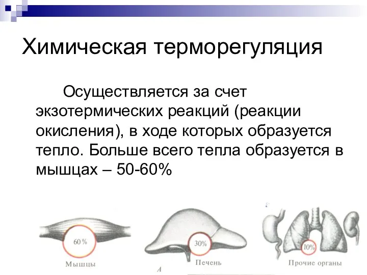 Химическая терморегуляция Осуществляется за счет экзотермических реакций (реакции окисления), в ходе