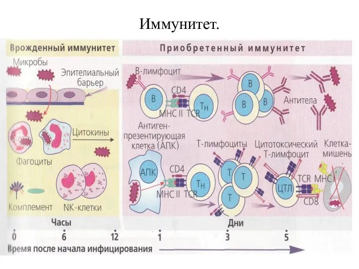 Иммунитет.