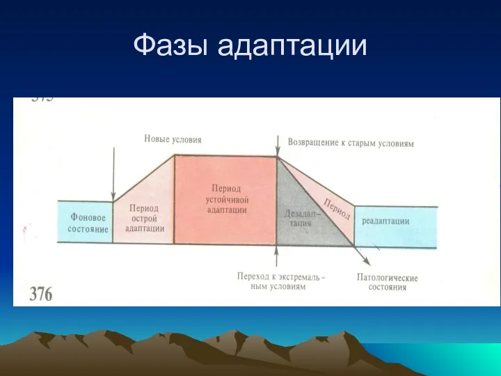 Фазы адаптации