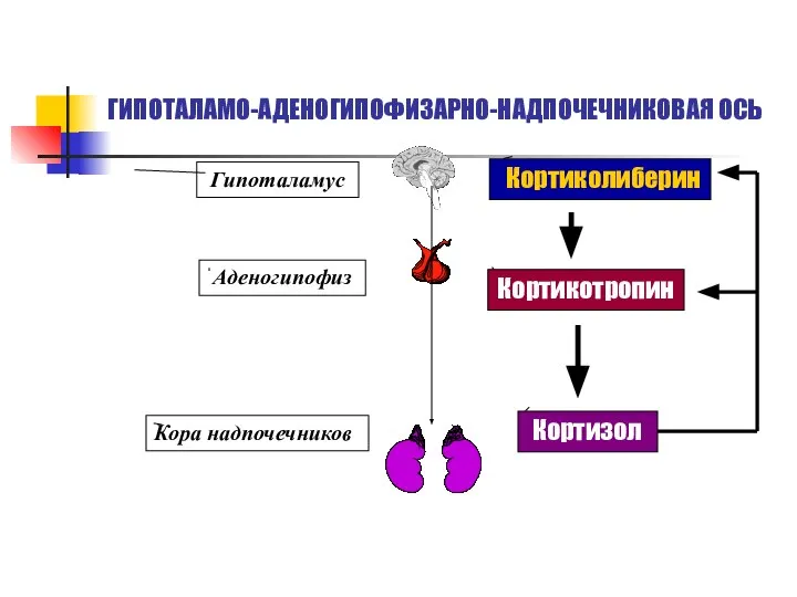 ГИПОТАЛАМО-АДЕНОГИПОФИЗАРНО-НАДПОЧЕЧНИКОВАЯ ОСЬ Кортиколиберин Кортикотропин Кортизол Гипоталамус Аденогипофиз Кора надпочечников