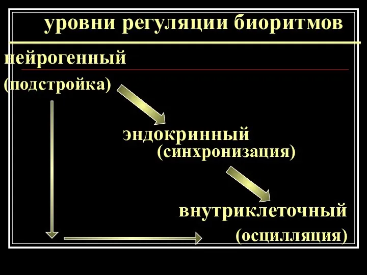 уровни регуляции биоритмов