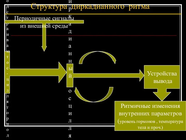 Циркадианный осциллятор Устройства ввода (подстраивают ос- циллятор под изме- нения во