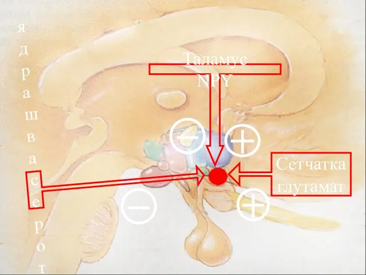 ядра шва серотонин Таламус NPY Сетчатка глутамат