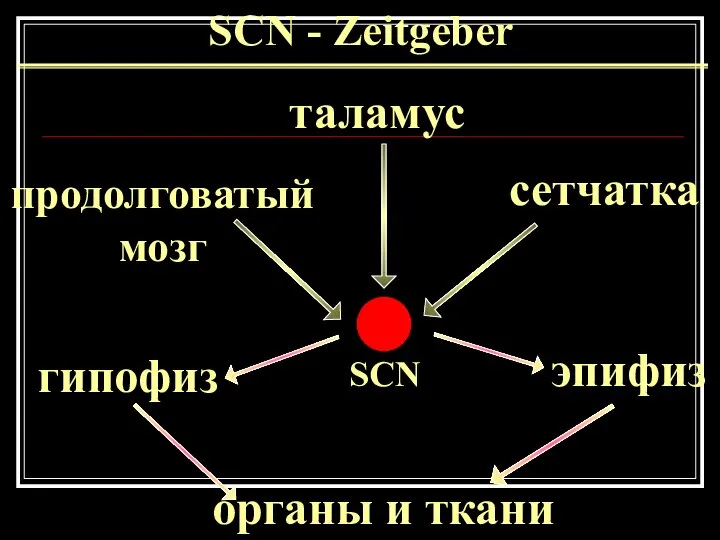 SCN - Zeitgeber