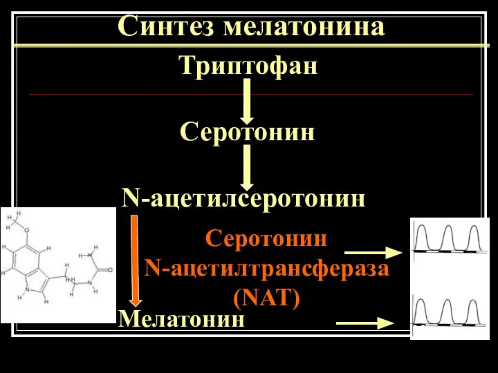 Синтез мелатонина Триптофан Серотонин N-ацетилсеротонин Мелатонин Серотонин N-ацетилтрансфераза (NAT) Мелатонин