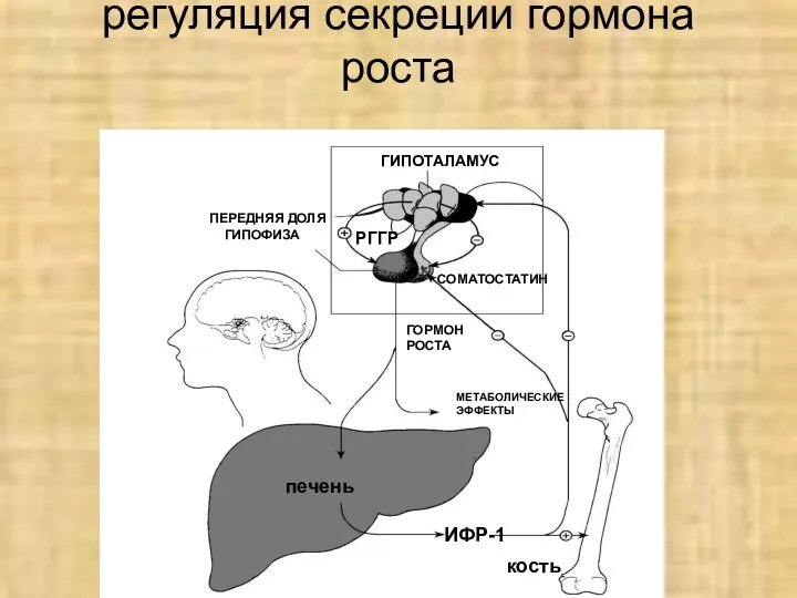 регуляция секреции гормона роста печень кость ИФР-1 ГОРМОН РОСТА ПЕРЕДНЯЯ ДОЛЯ