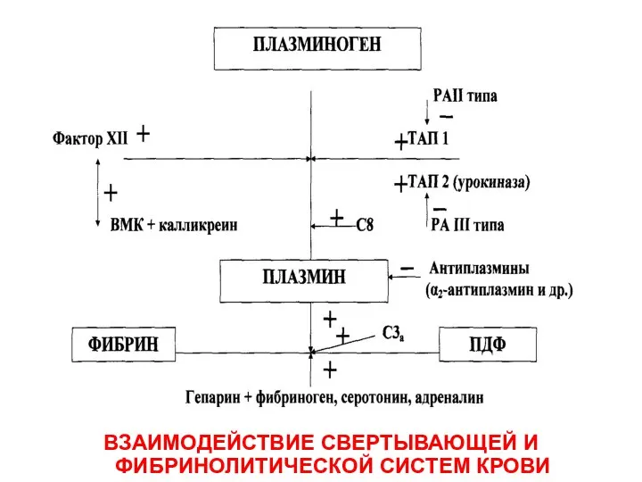 ВЗАИМОДЕЙСТВИЕ СВЕРТЫВАЮЩЕЙ И ФИБРИНОЛИТИЧЕСКОЙ СИСТЕМ КРОВИ