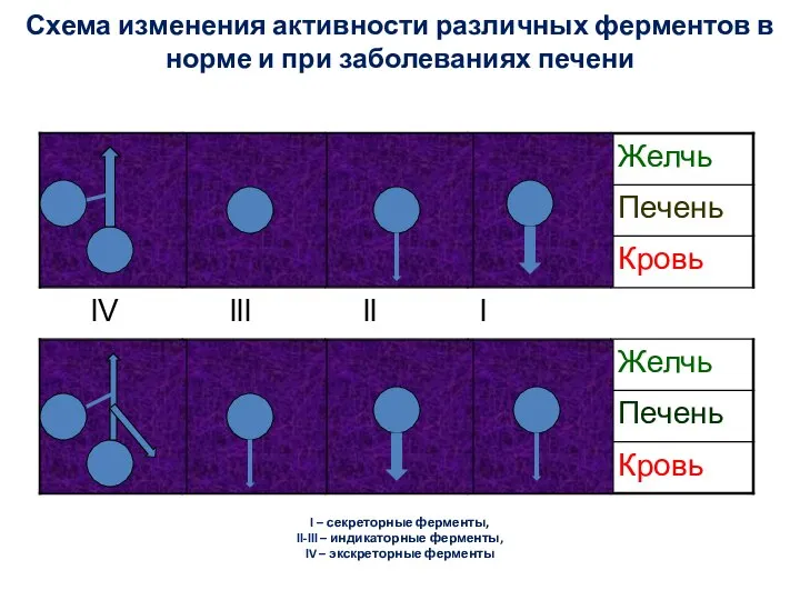 Схема изменения активности различных ферментов в норме и при заболеваниях печени