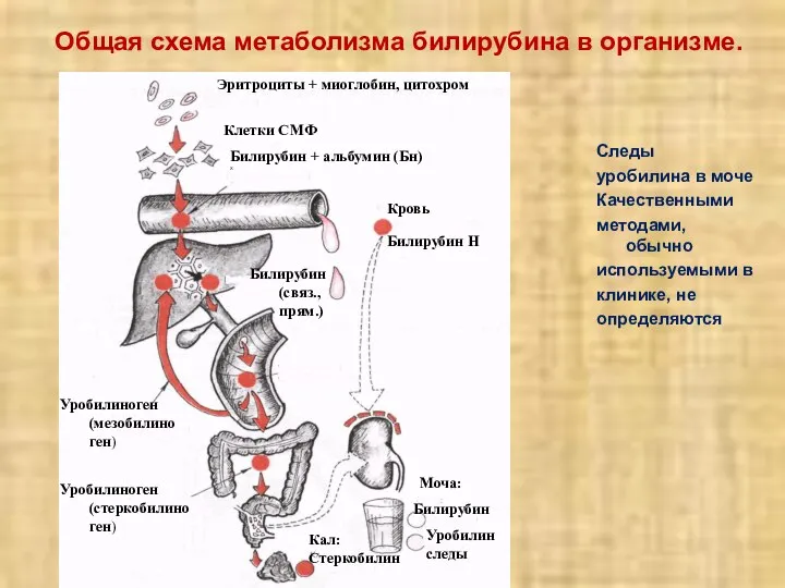 Общая схема метаболизма билирубина в организме. Следы уробилина в моче Качественными